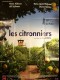 LES CITRONNIERS